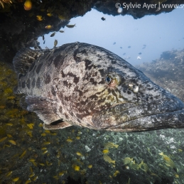 ©-Sylvie-Ayer-Potato-grouper-South-africa