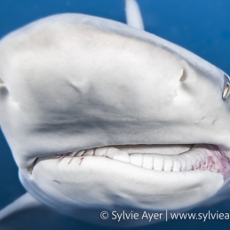 2_-Sylvie-Ayer-South-Africa-Aliwal-shoal-blacktip-oceanic-shark-Carcharhinus-limbatus