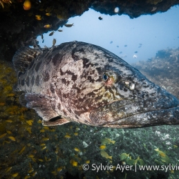 ©-Sylvie-Ayer-South-Africa-Aliwal-Shoal-Potato-grouper-Epinephelus-tukula