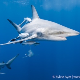 1_-Sylvie-Ayer-South-Africa-Aliwal-shoal-