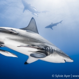 ©--Sylvie-Ayer-Oceanic-Blacktip-shark-Aliwal-Shoal-South-africa