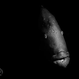 @-Sylvie-Ayer-Palau-Micronesia-napoleon-fish