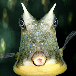 ©-Sylvie-Ayer-Indoensia-Lembeh-longhorn-cowfish-Lactoria-comuta