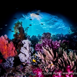 ©-Sylvie-Ayer-Indoensia-Raja-Ampat-Corals