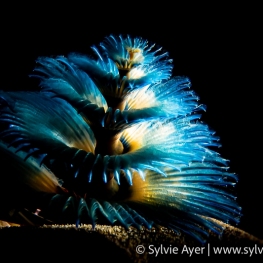 ©-Sylvie-Ayer-Indonesia-Christmas-tree-worm-Spirobranchus-giganteus