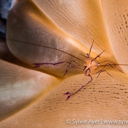 ©-Sylvie-Ayer-Indonesia-Komodo-bubble-coral-shrimp-Vir-philippinensis