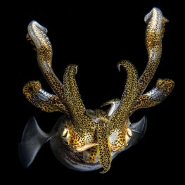 ©-Sylvie-Ayer-Indonesia-Lembeh-Bigfin-reef-squid-Sepioteuthis-lessoniana