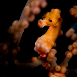 ©-Sylvie-Ayer-Indonesia-Raja-Ampat-Denis-pygmy-seahorse-Hippocampus-denise
