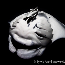 ©-Sylvie-Ayer-Maldives-Reef-Manta-Feeding-3