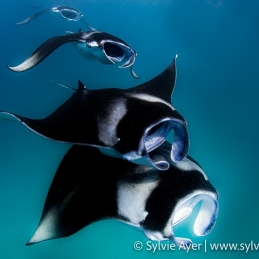 ©-Sylvie-Ayer-Maldives-Reef-Manta-Feeding