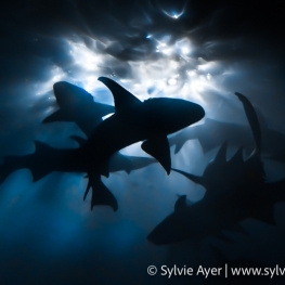 ©-Sylvie-Ayer-Maldives-tawny-nurse-shark-Nebris-ferrugineus