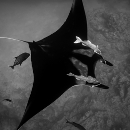 ©-Sylvie-Ayer-Mexico-Socorro-oceanic-manta-ray-Mobula-birostris