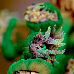 ©-Sylvie-Ayer-Micronesia-Palau-Coral