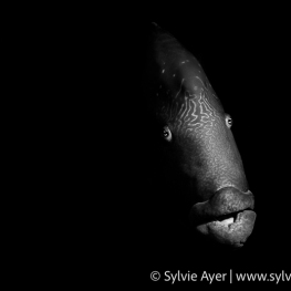 ©-Sylvie-Ayer-Micronesia-Palau-Napoleon-wrasse-Cheilinus-undulatus