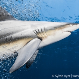 ©-Sylvie-Ayer-Oceanic-Blacktip-shark-Aliwal-Shoal-South-africa-2