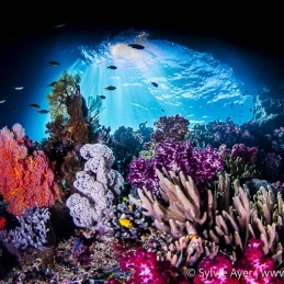 ©-Sylvie-Ayer-Raja-Ampat-Indonesia