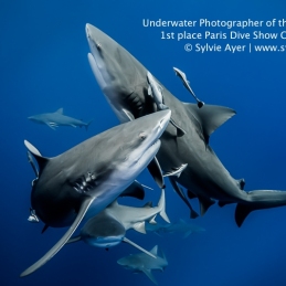 ©-Sylvie-Ayer--Mozambique-Bull-Sharks