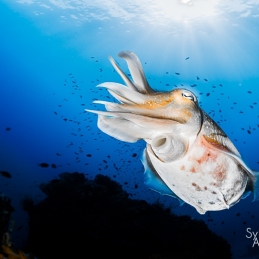©-Sylvie-Ayer-indonesie-komodo-cuttlefish