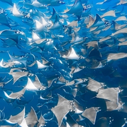 ©-Sylvie-Ayer-mobula-ray-La-Ventana-Mer-de-Cortez-Mexique
