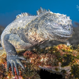 ©-sylvie-ayer-Equateur-Galapagos-marine-iguana
