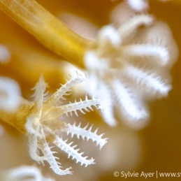 ©-Sylvie-Ayer-Micronesia-Palau-Soft-Coral