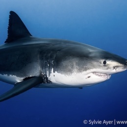 ©-Sylvie-Ayer-Guadalupe-Mexico-Great-white-shark-Carcharodon-carcharias