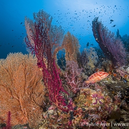 ©-Sylvie-Ayer-Indonesia-Raja-Ampat-Gorgone-Corals-diver-and-fish
