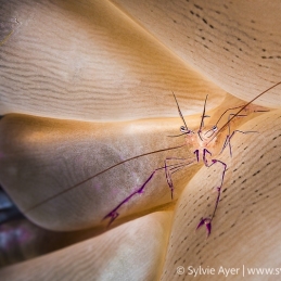 ©-Sylvie-Ayer-Indonesia-Komodo-bubble-coral-shrimp-Vir-philippinensis