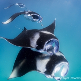 2016-08-18_Hanifaru-Baa-Maldives-80
