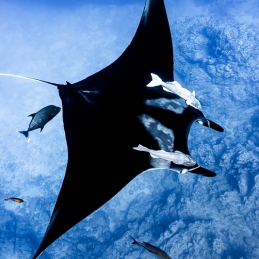©-Sylvie-Ayer-Mexico-Socorro-oceanic-manta-ray-Mobula-birostris-2