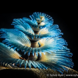 ©-Sylvie-Ayer-Indonesia-Christmas-tree-worm-Spirobranchus-giganteus