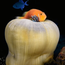 ©-Sylvie-Ayer-Maldives-Blackfoot-anemonefish-Amphiprion-nigripes