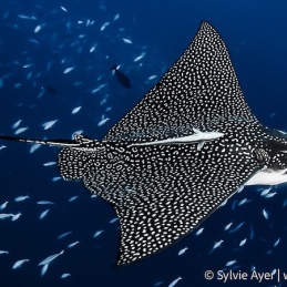 ©-Sylvie-Ayer-Maldives-spotted-eagle-ray-aetobatus-narinari