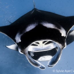 ©-Sylvie-Ayer-Maldives-Reef-Manta-Feeding