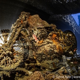 ©-Sylvie-Ayer-Egypte-Thistlegorm-Motobike