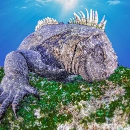 2020-10-10_Iguana-Cape-Fernandina-Island-Galapagos-Equator-194