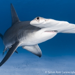 ©-Sylvie-Ayer-Bahamas-Bimini