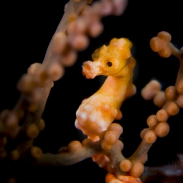 ©-Sylvie-Ayer-Indonesia-Raja-ampat-Denis-pygmy-seahorse-Hippocampus-denise