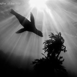 ©-Sylvie-Ayer-Mexico-Los-Cedros-Sea-Lion