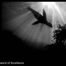 ©-Sylvie-Ayer-Mexico-Los-Cedros-Sea-Lion