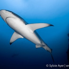 ©Sylvie-Ayer-Coco-Island-Costa-Rica-galapagos-shark-2