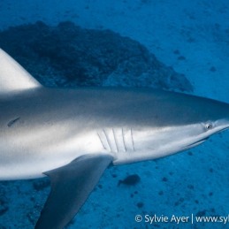©Sylvie-Ayer-Coco-Island-Costa-Rica-galapagos-shark-4