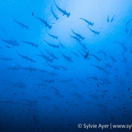 ©Sylvie-Ayer-Coco-Island-Costa-Rica-scalloped-hammerhead-sharks-2