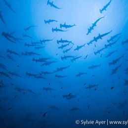 ©Sylvie-Ayer-Coco-Island-Costa-Rica-scalloped-hammerhead-sharks-4