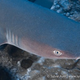 ©Sylvie-Ayer-Coco-Island-Costa-Rica-white-tip-shark