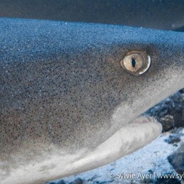 ©Sylvie-Ayer-Coco-Island-Costa-Rica-whitetip-shark