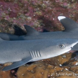 ©Sylvie-Ayer-Coco-Island-Costa-Rica-whitetip-sharks-2