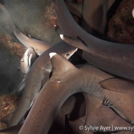 ©Sylvie-Ayer-Coco-Island-Costa-Rica-whitetip-sharks-3