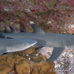 ©Sylvie-Ayer-Coco-Island-Costa-Rica-whitetip-sharks