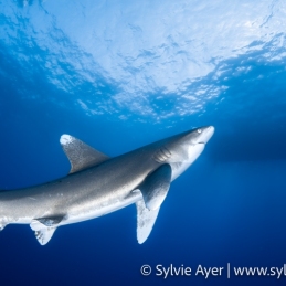 ©-Sylvie-Ayer-Egypte-Longimanus-Carcharhinus-longimanus